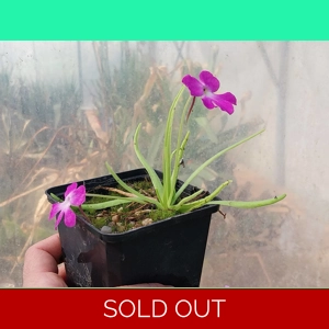 Pinguicula moctezumae